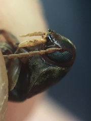 Ctenoplectron