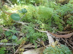 Daucus carota