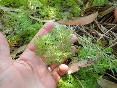 Daucus carota