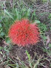 Scadoxus multiflorus