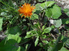 Crepis aurea