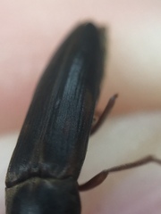 Ctenoplectron