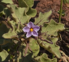 Solanum tomentosum