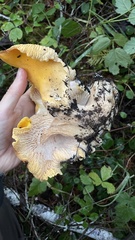 Cantharellus cascadensis