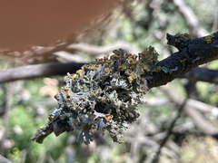 Teloschistes chrysophthalmus