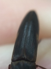 Ctenoplectron