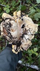 Cantharellus cascadensis