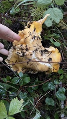 Cantharellus cascadensis