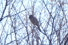 Carpodacus