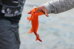 Hypsypops rubicundus