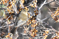 Phoenicurus coeruleocephala