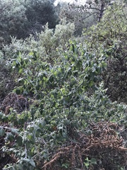 Ceanothus incanus