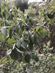 Ceanothus incanus