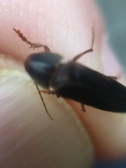 Ctenoplectron