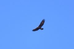 Aquila chrysaetos daphanea