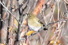 Phoenicurus coeruleocephala