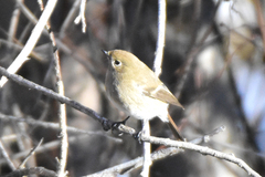 Phoenicurus coeruleocephala