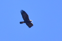 Aquila chrysaetos daphanea