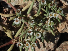 Euphorbia pediculifera