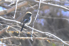 Phoenicurus coeruleocephala