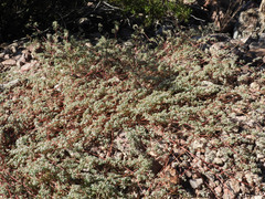 Euphorbia pediculifera
