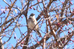 Emberiza citrinella × leucocephalos