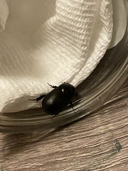 Euetheola