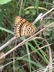 Byblia