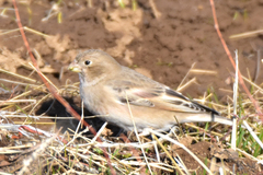 Bucanetes mongolicus