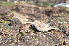 Bucanetes mongolicus