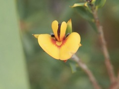 Pultenaea reticulata