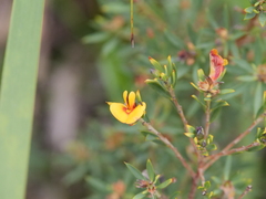 Pultenaea reticulata