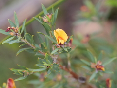 Pultenaea reticulata