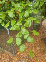 Nothofagus fusca