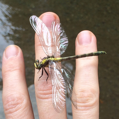 Octogomphus specularis