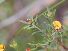 Pultenaea reticulata