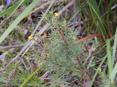 Pultenaea reticulata