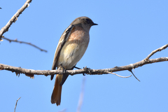 Phoenicurus erythronotus