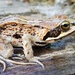 Siberian Wood Frog - Photo (c) Amaël Borzée, some rights reserved (CC BY-NC), uploaded by Amaël Borzée