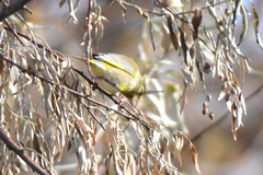 Chloris chloris turkestanica