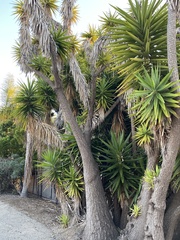 Yucca gigantea