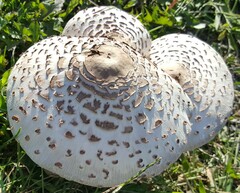 Leucoagaricus americanus