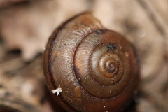 Helminthoglypta traskii