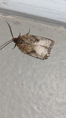 Acleris