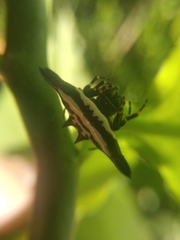 Gasteracantha geminata