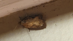 Acleris