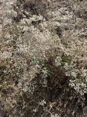Eriogonum multiflorum