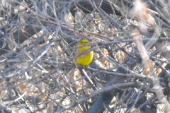 Emberiza citrinella erythrogenys