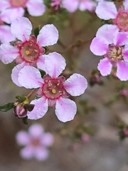 Pericalymma ellipticum