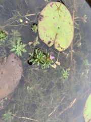 Limnophila